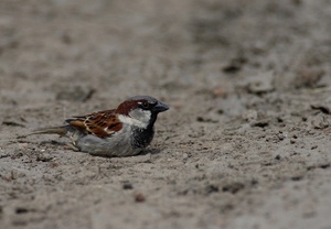Haussperling bei Sandbad