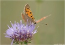 kleiner Feuerfalter (Lycaena phlaeas)