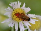 Weichkäfer