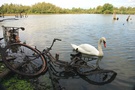 Naturschutzgebiet "Rheinaue Walsum"