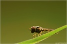Schwebfliege