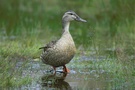 Ente in der Hoge Veluwe