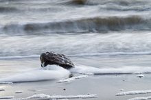 An der Nordsee bei leichten Wellengang