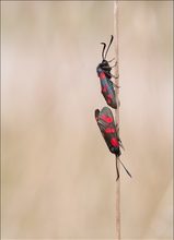 Sechsfleck-Widderchen (Zygaena filipendulae)