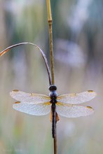 Kleiner Blaupfeil