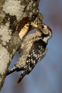 Kleinspecht bei der Arbeit