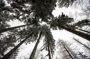 Bäume wachsen in den Himmel