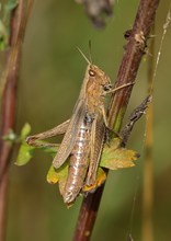 Vorgriff auf den Sommer (I)