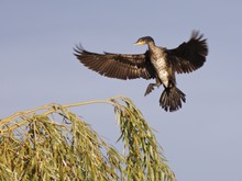 Kormoran  im Landeanflug