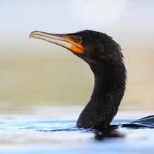 Komm' mit mir schwimmen