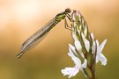 Erythromma najas (female)