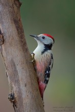 Mittelspecht (Dendrocopos medius)