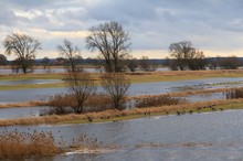 Hochwasser in der Elbtalaue