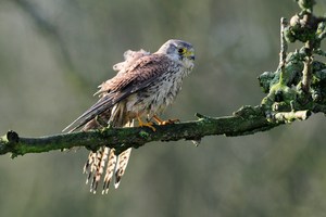 Turmfalke (Falco tinnunculus)