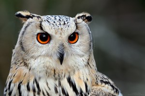 Junger Sibirischer Uhu..