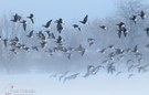 im Wintersturm