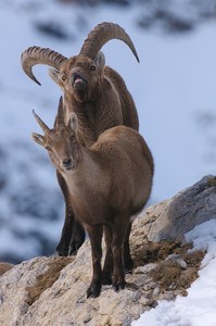 Steinwildbrunft