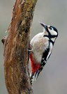 Buntspecht (Dendrocopos Major)