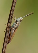 Außer den Schrecken in dichtem Gras und Kraut...