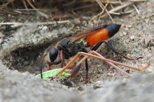 Heuschrecken-Sandwespe (Sphex funerarius) 3