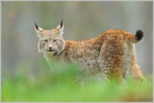 Luchs (Lynx lynx)