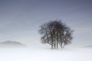 Leichter Nebel am Morgen