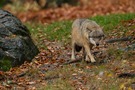 canis lupus - cap.