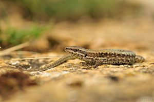 Podarcis muralis