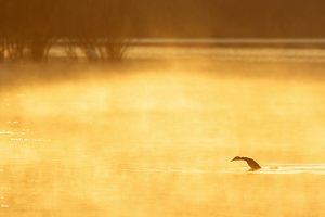 Kormoran beim Abtauchen