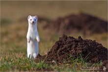 Hermelin (Mustela erminea)