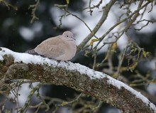 Griesegrauer Nachmittag mit einem Täubchen im neuen Schnee..