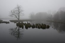 Rohrdommelprojektfläche De Wittsee, Nettetal