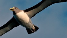 Northern Buller Albatross