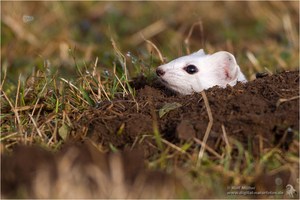 Hermelin (Mustela erminea)