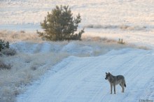 Wolf in Deutschland