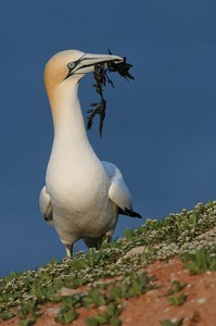 Basstölpel (Morus bassanus)