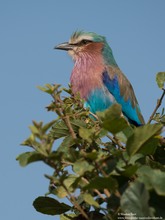 Gabelrake (Coracias caudatus)