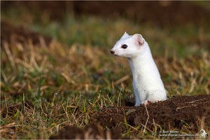 Hermelin (Mustela erminea)