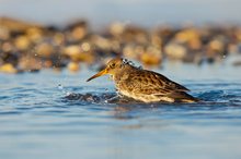 Des Rätsels Lösung - Der Meerstrandläufer