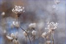 Frostblumen