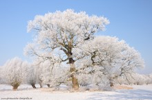 Winter in der Elbaue