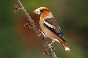 Als noch kein Schnee lag ...