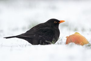 Amsel