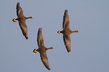 Gänsetrio