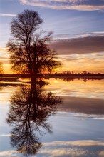 Abendstimmung im Donauried