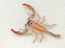 Mikro Skorpion  (Arachnida)