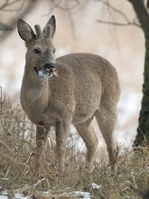 "...der Bock schiebt..."