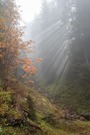 Lichtblick an trüben Tagen...
