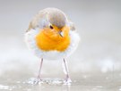 Erithacus rubecula