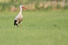 Begegnung auf der Wiese